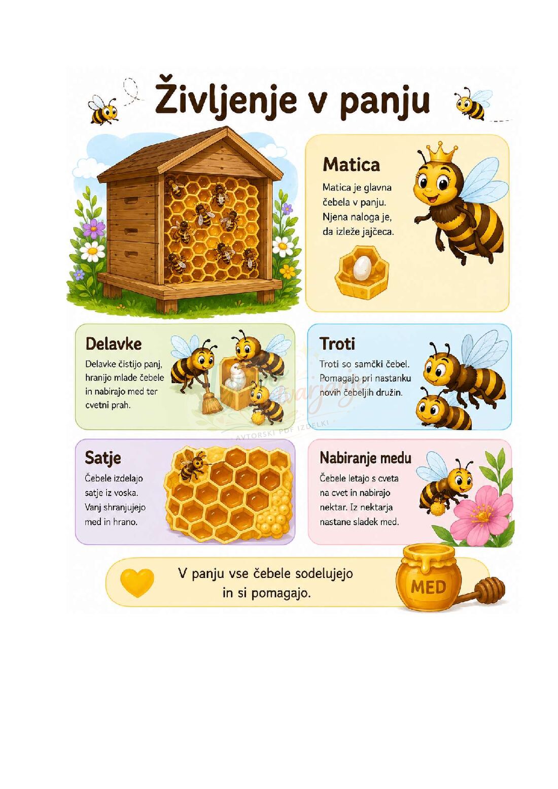 Čebelica Medenka - slika 5